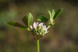 Image de Trifolium glomeratum L.