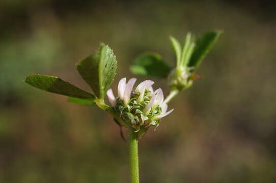 Plancia ëd Trifolium glomeratum L.