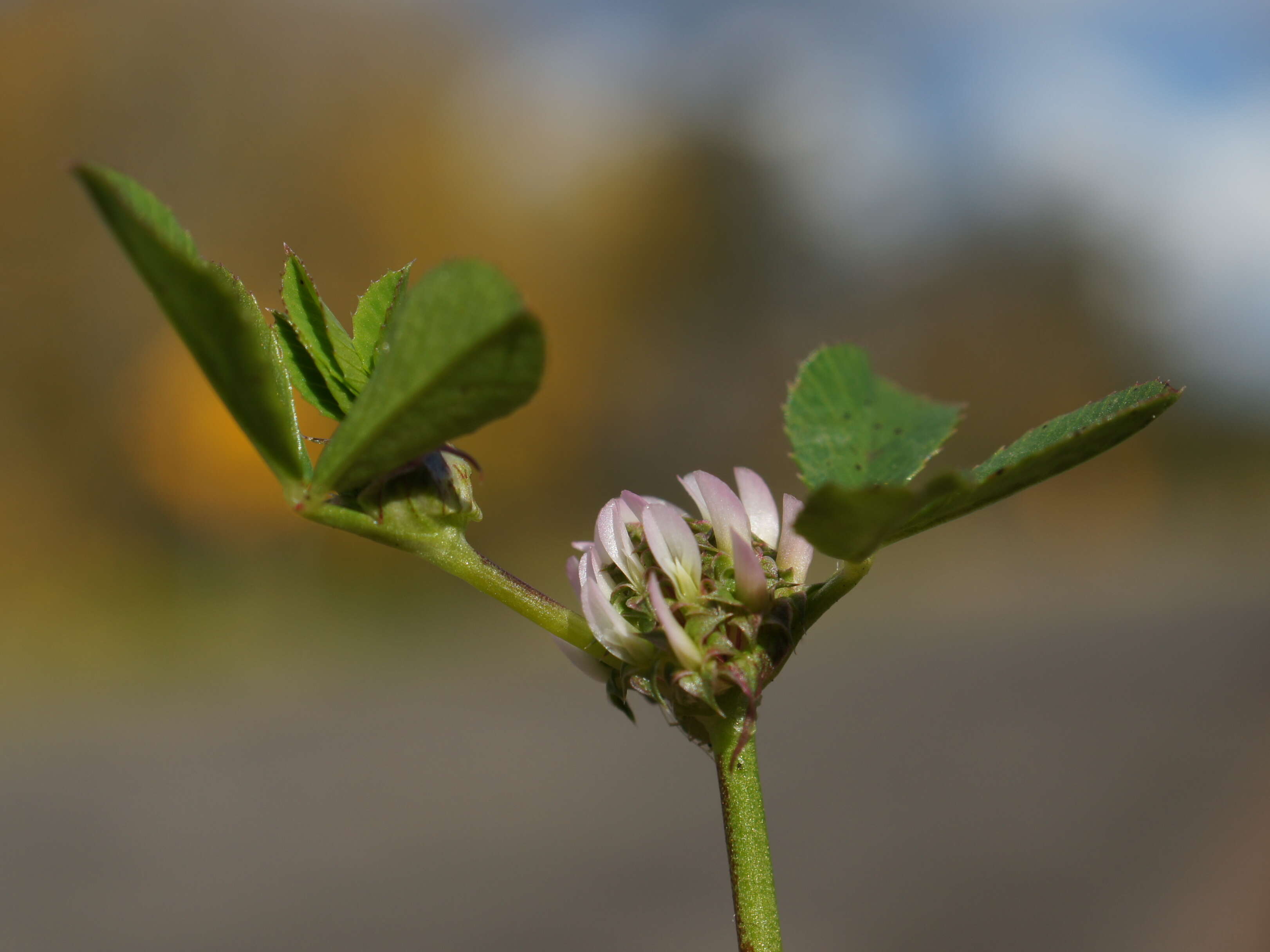 Image de Trifolium glomeratum L.