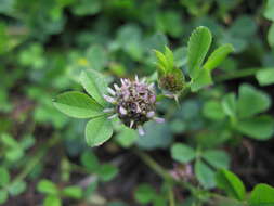 Image de Trifolium glomeratum L.