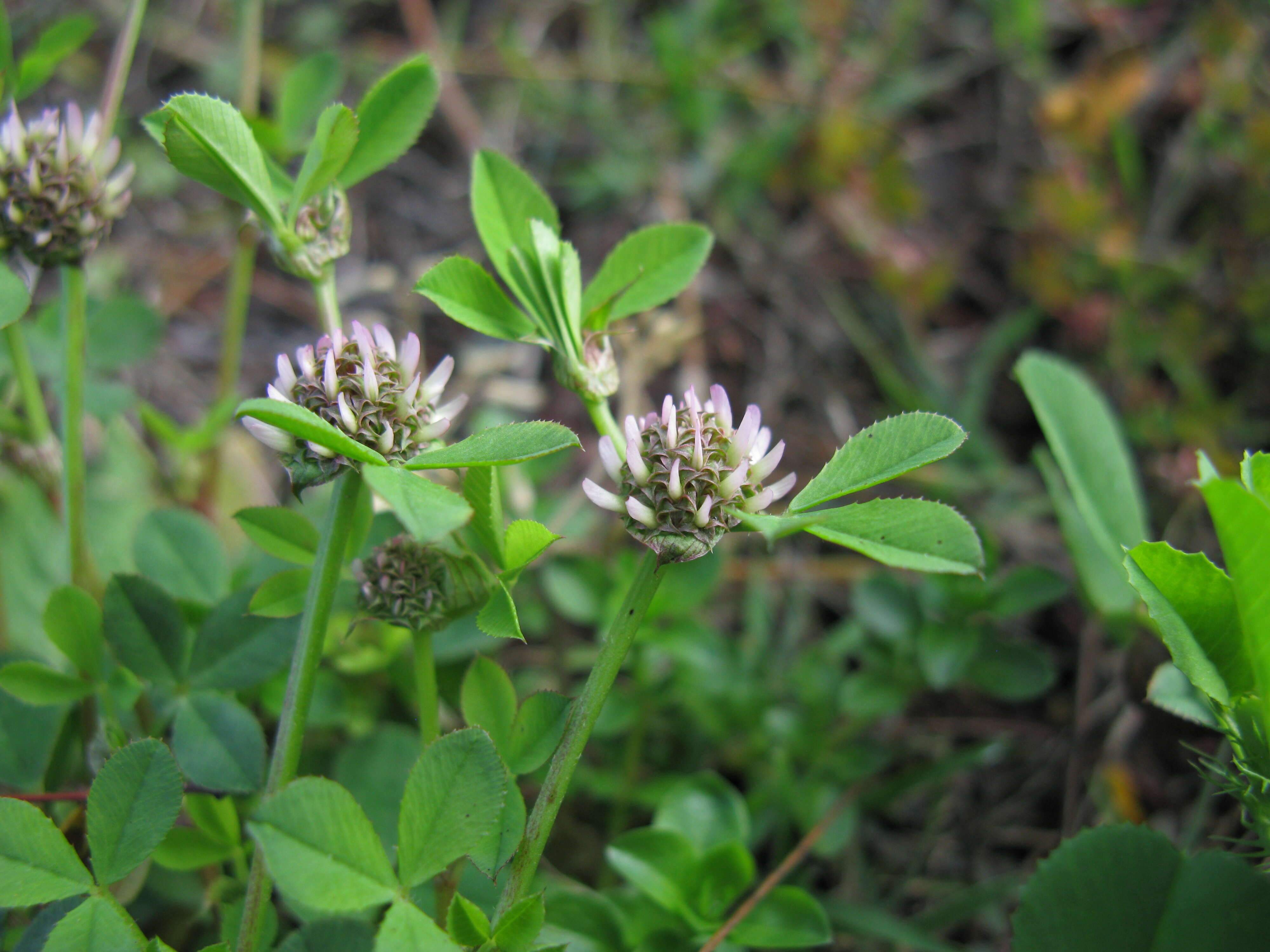 Image de Trifolium glomeratum L.