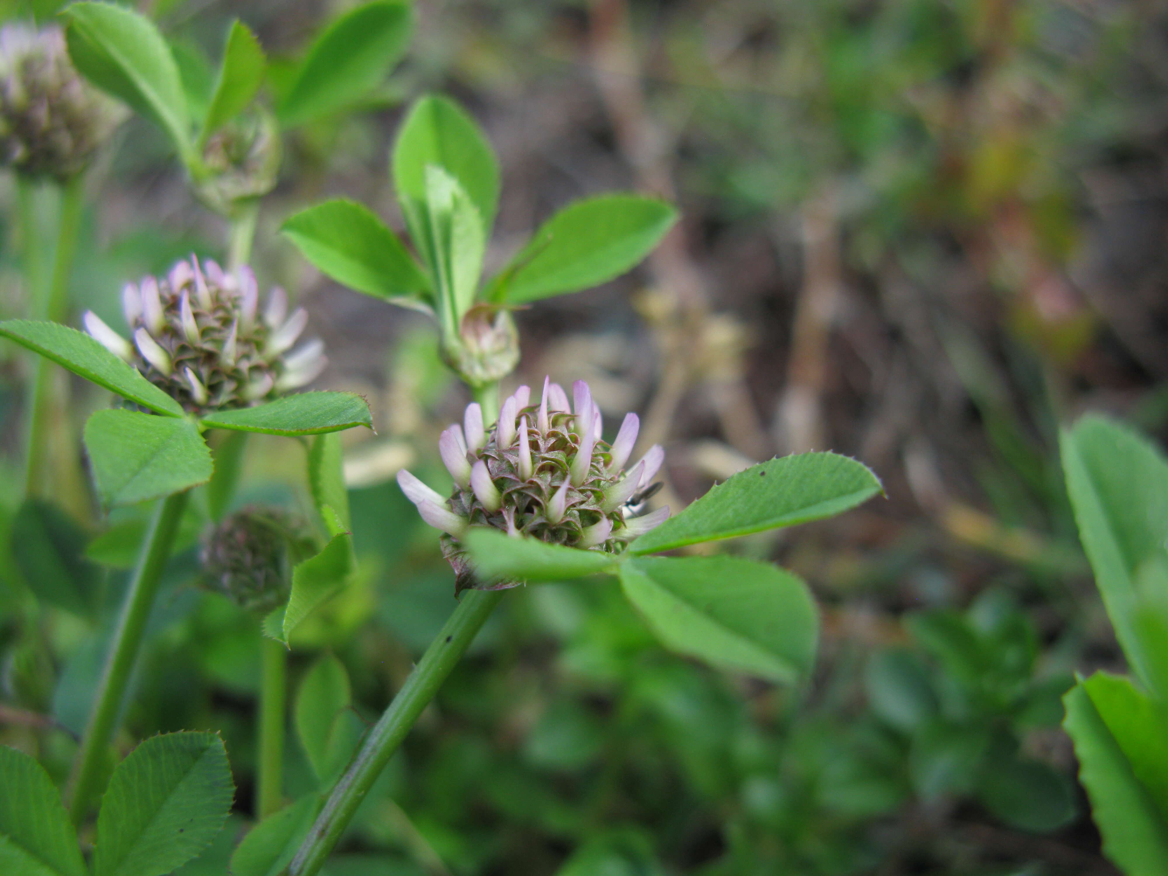 Image de Trifolium glomeratum L.