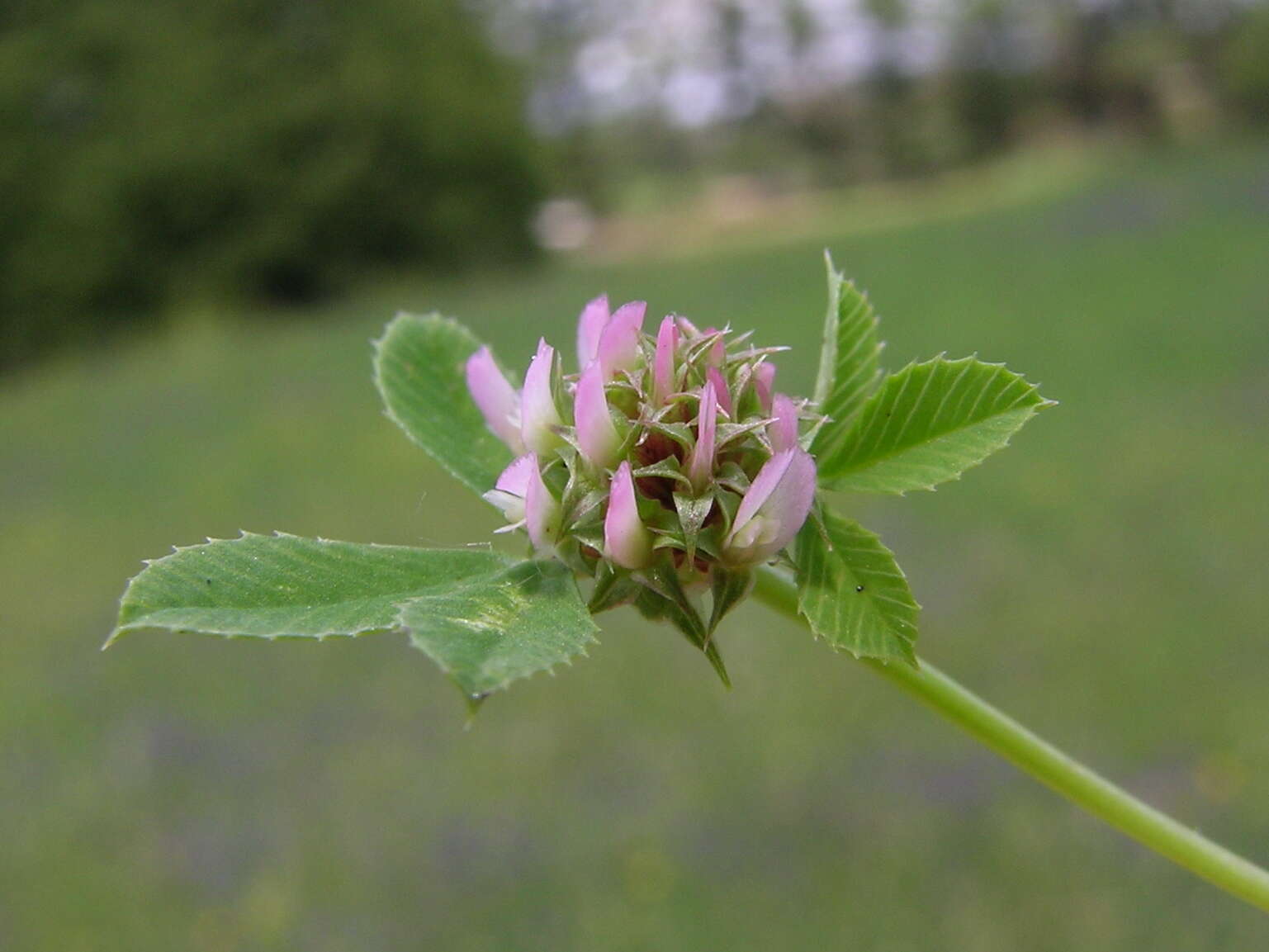 Image de Trifolium glomeratum L.