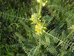 Image of Astragalus alopecuroides L.