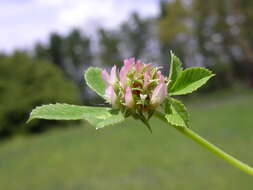 Image de Trifolium glomeratum L.