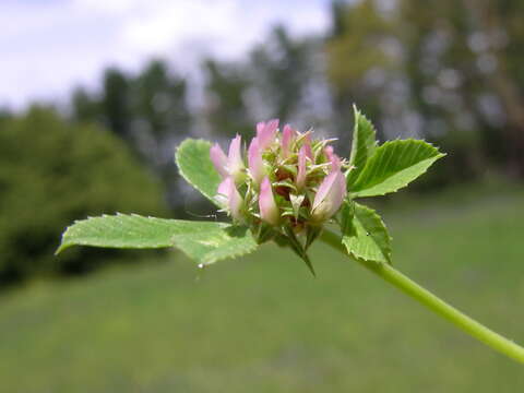 Plancia ëd Trifolium glomeratum L.