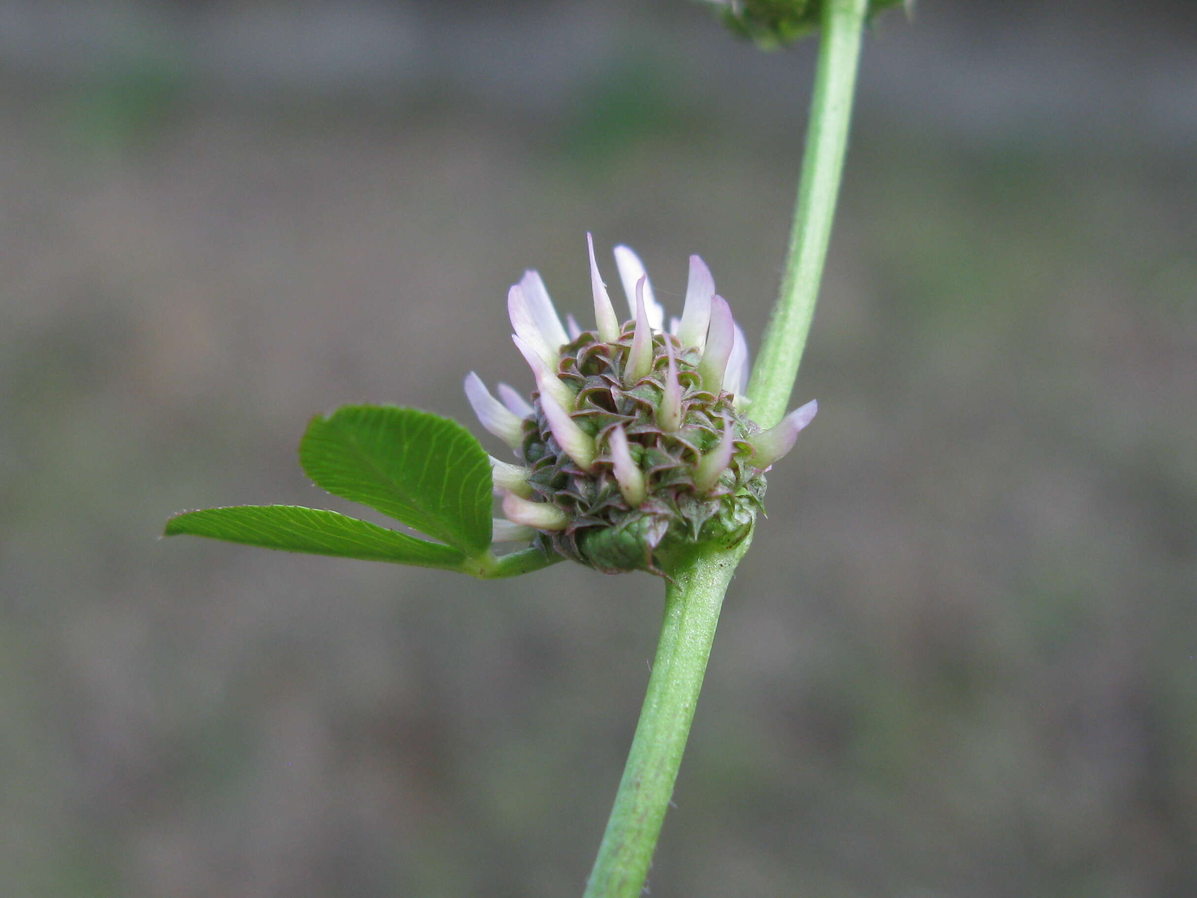 Image de Trifolium glomeratum L.