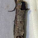 Image of Strigocossus crassus Drury 1782