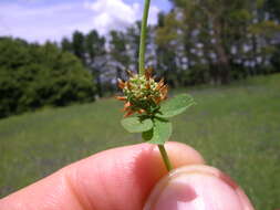 Image de Trifolium glomeratum L.