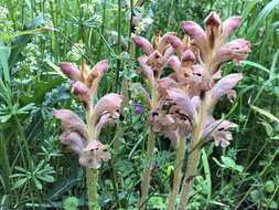 Imagem de Orobanche caryophyllacea Sm.