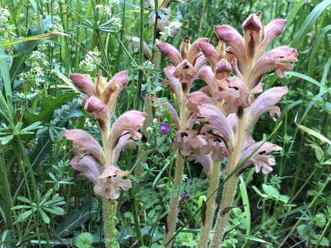 Imagem de Orobanche caryophyllacea Sm.