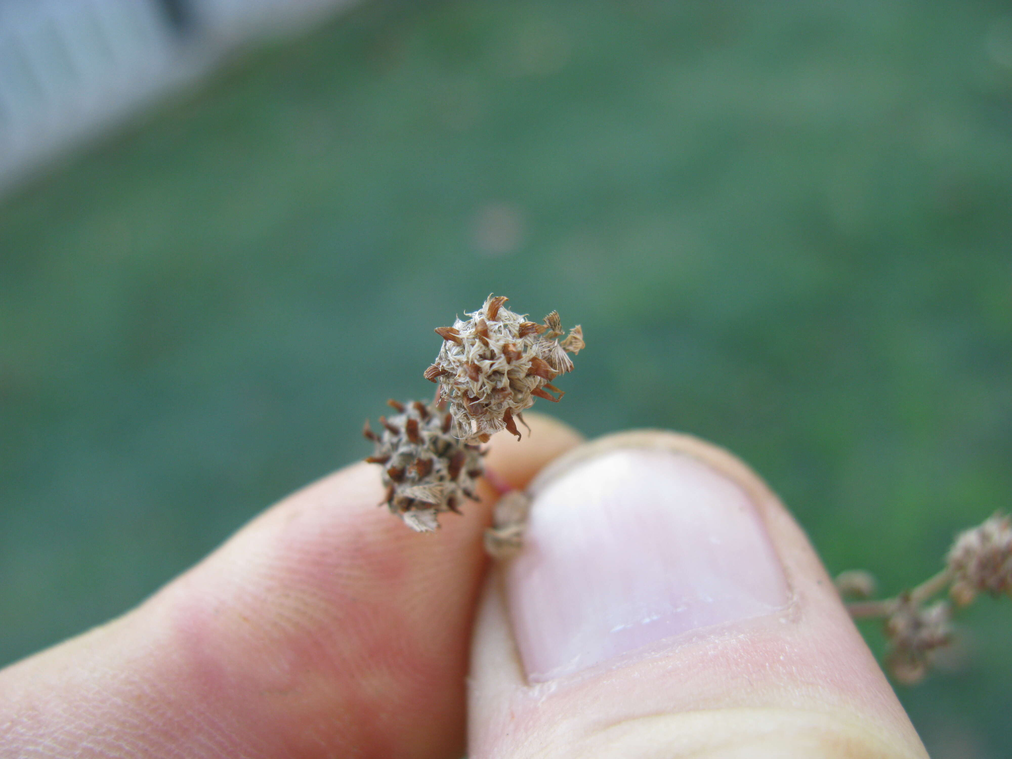 Image de Trifolium glomeratum L.