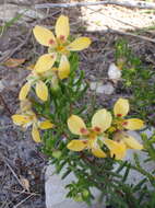 Image of Roepera spinosa (L.) Beier & Thulin