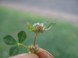 Image de Trifolium glomeratum L.