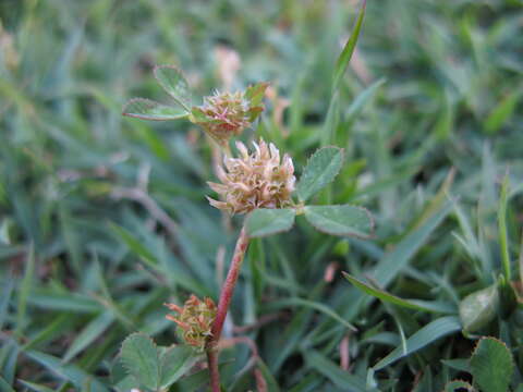 Image de Trifolium glomeratum L.