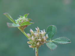 Image de Trifolium glomeratum L.