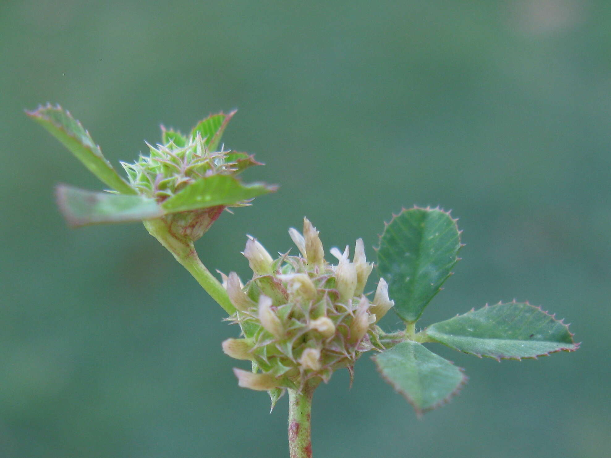 Image de Trifolium glomeratum L.