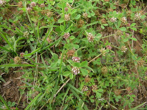 Plancia ëd Trifolium glomeratum L.