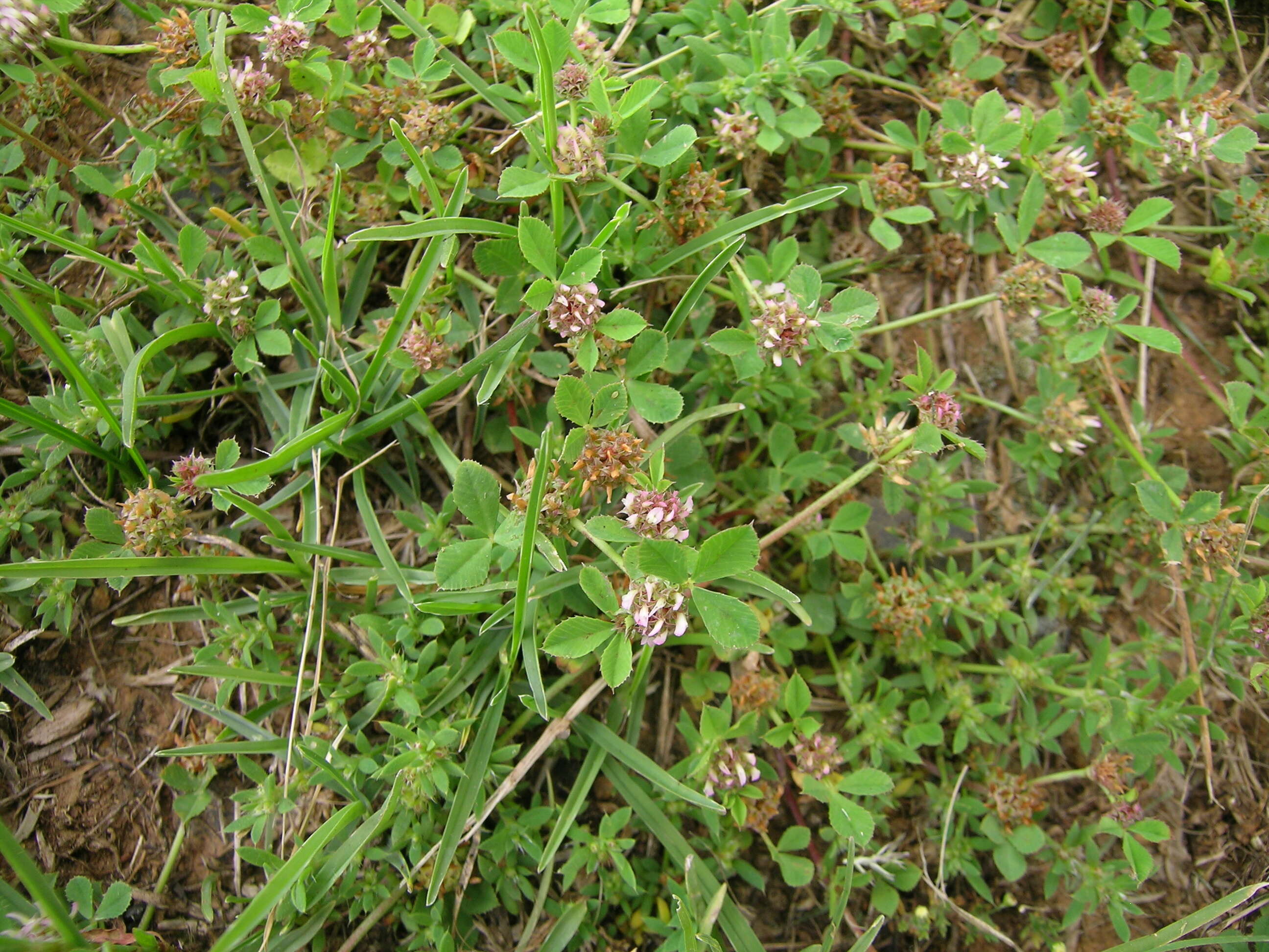 Image de Trifolium glomeratum L.