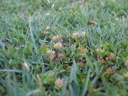 Image de Trifolium glomeratum L.