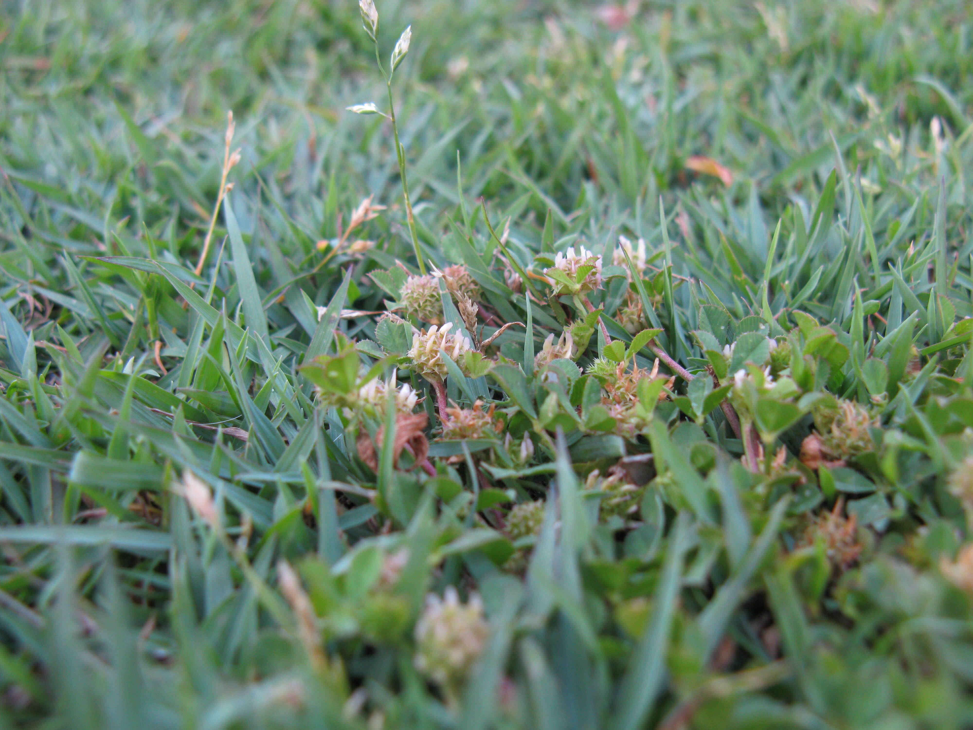 Image de Trifolium glomeratum L.