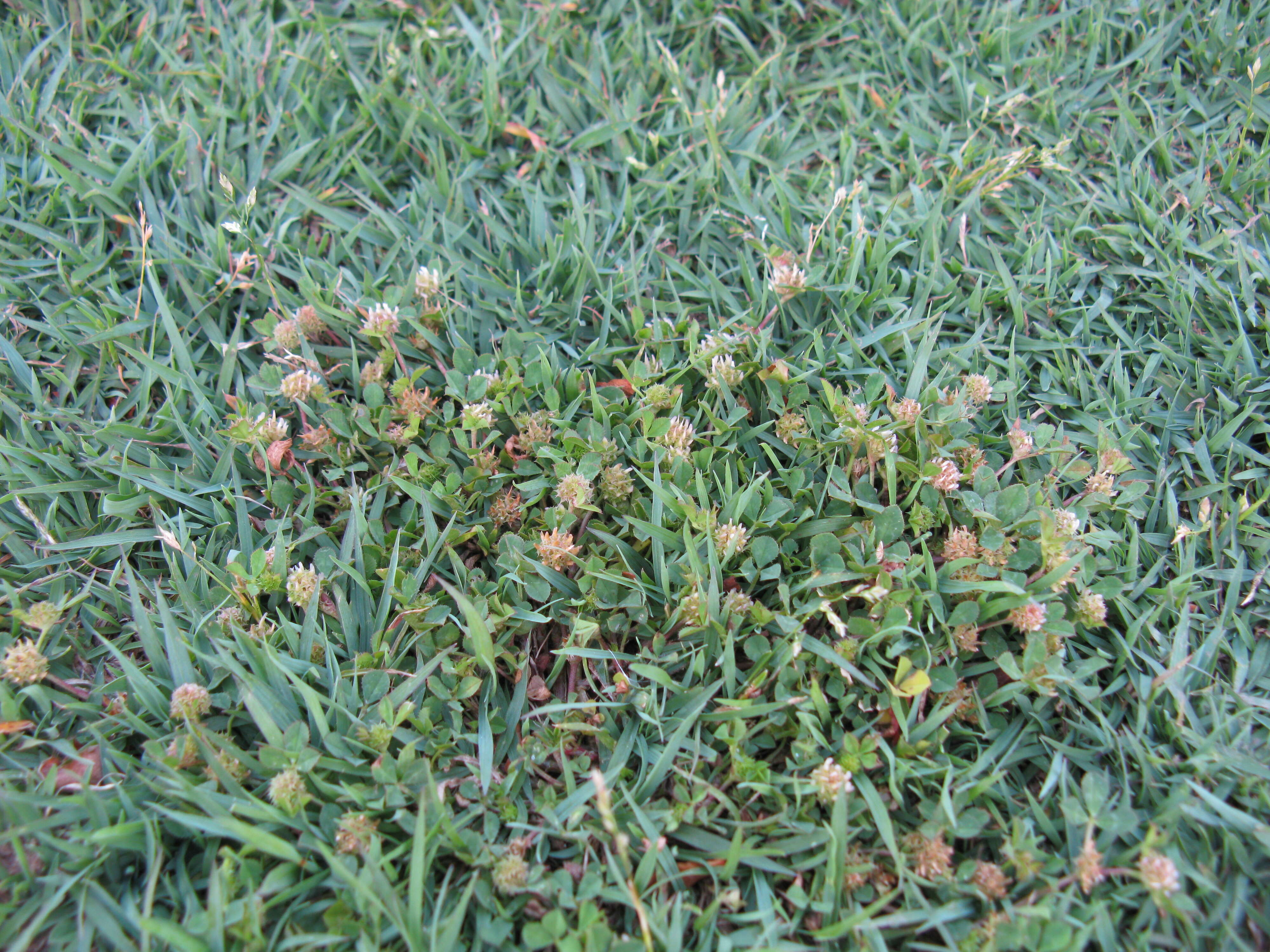 Image de Trifolium glomeratum L.