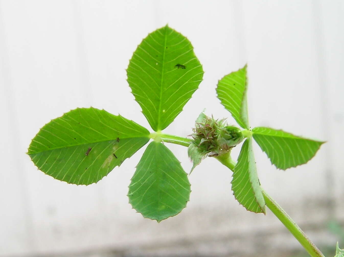 Image de Trifolium glomeratum L.