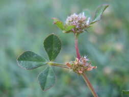 Image de Trifolium glomeratum L.