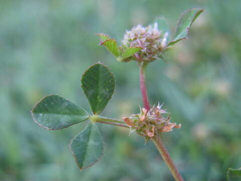 Plancia ëd Trifolium glomeratum L.