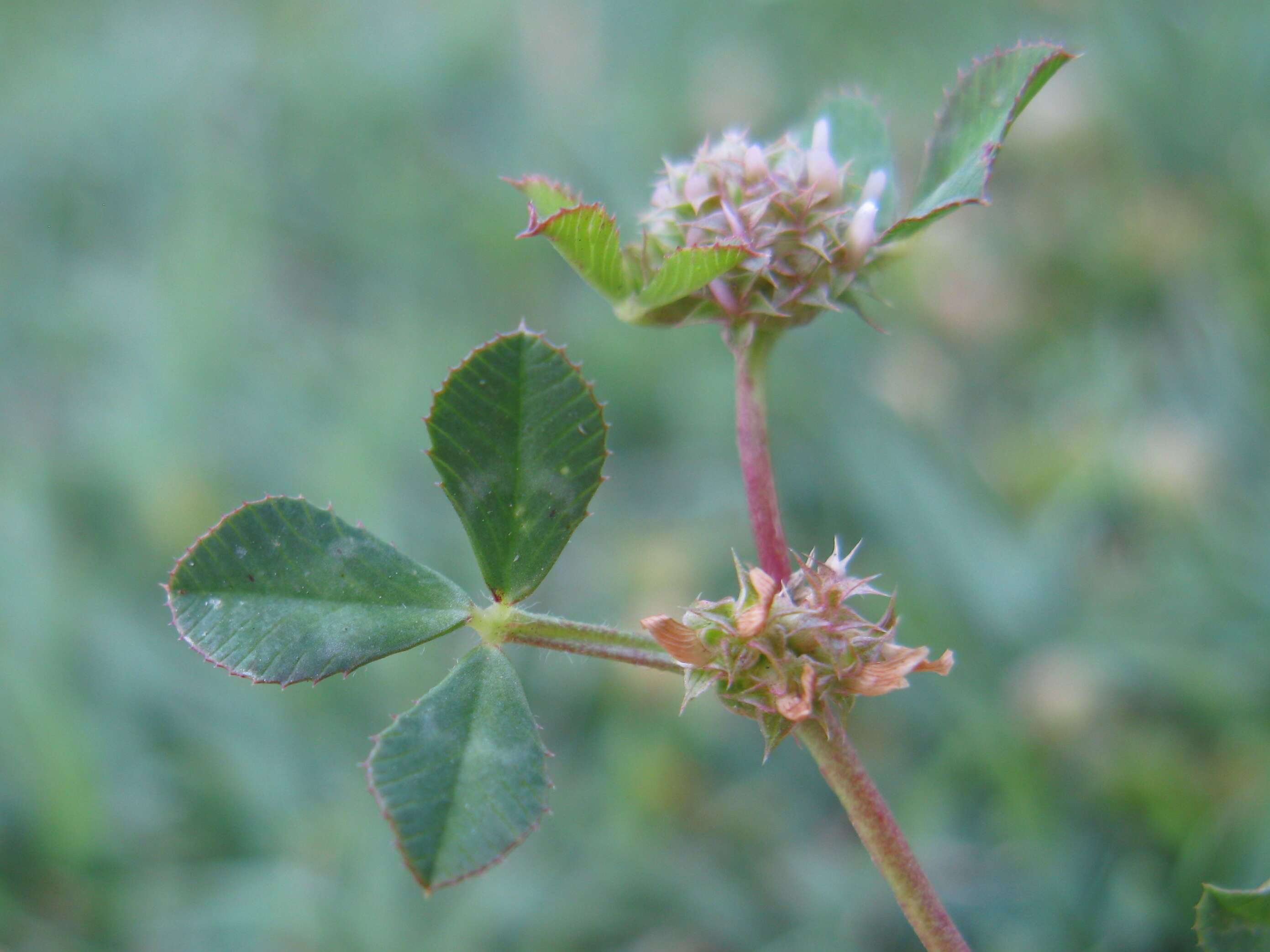 Image de Trifolium glomeratum L.