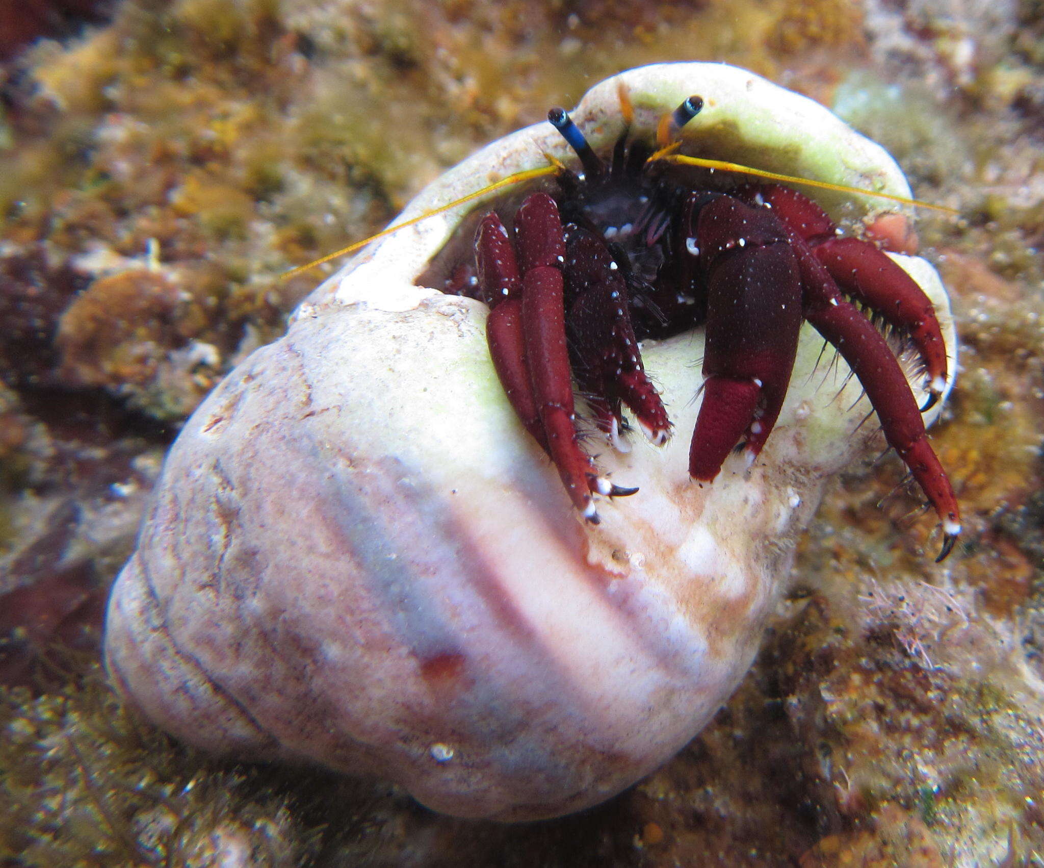 Image de Calcinus morgani Rahayu & Forest 1999