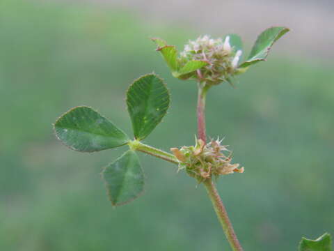 Plancia ëd Trifolium glomeratum L.