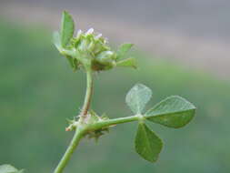 Image de Trifolium glomeratum L.