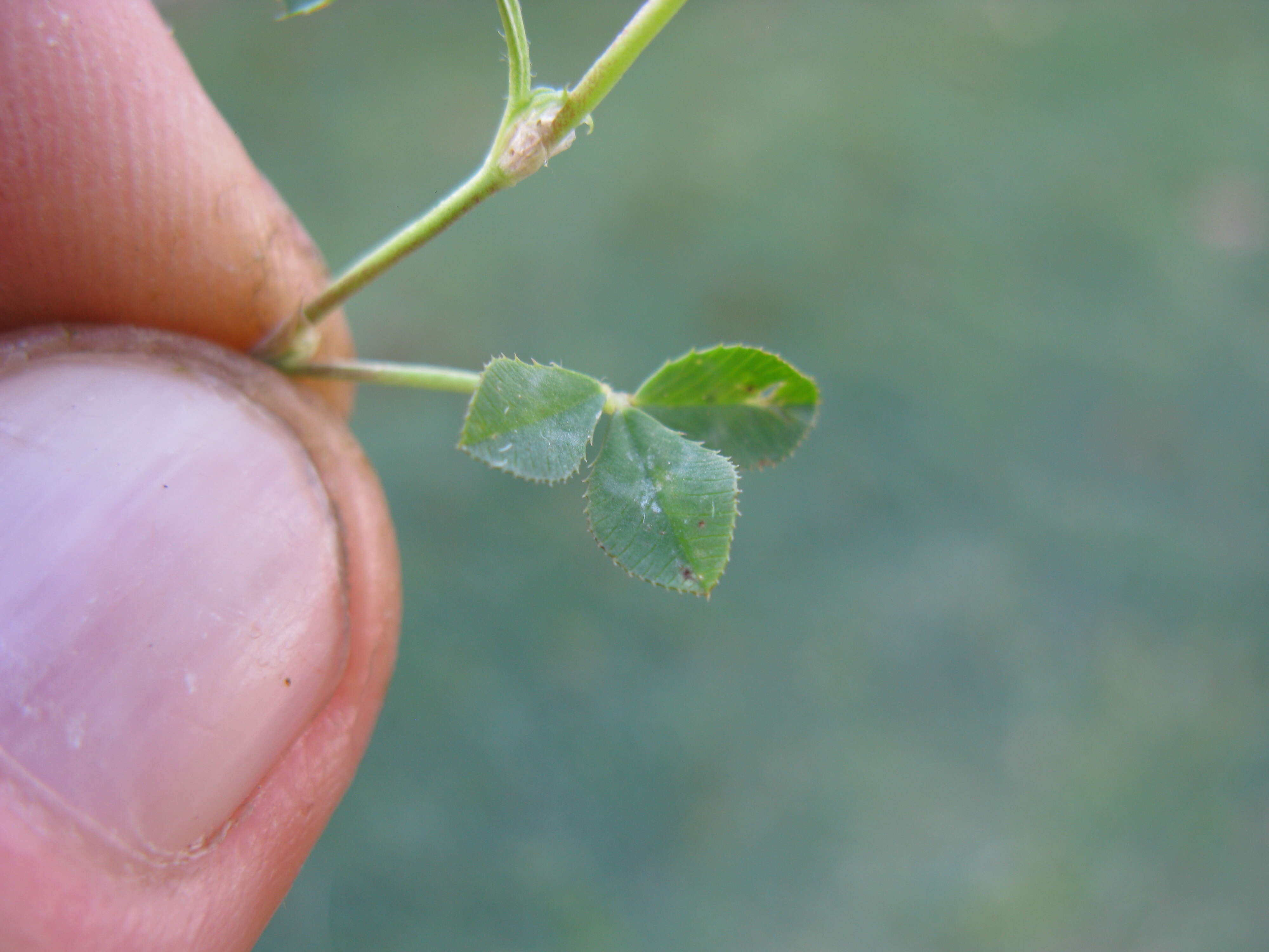 Image de Trifolium glomeratum L.