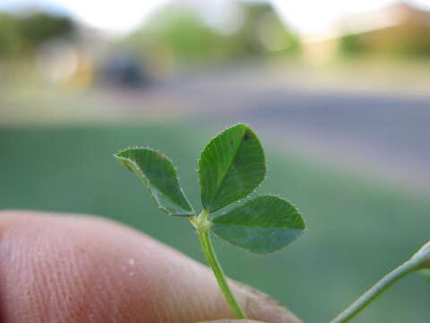 Plancia ëd Trifolium glomeratum L.