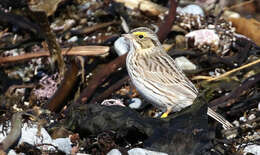 Image of Passerculus sandwichensis princeps Maynard 1872