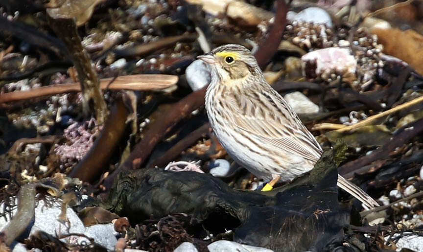 Image of Passerculus sandwichensis princeps Maynard 1872