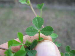 Image de Trifolium glomeratum L.