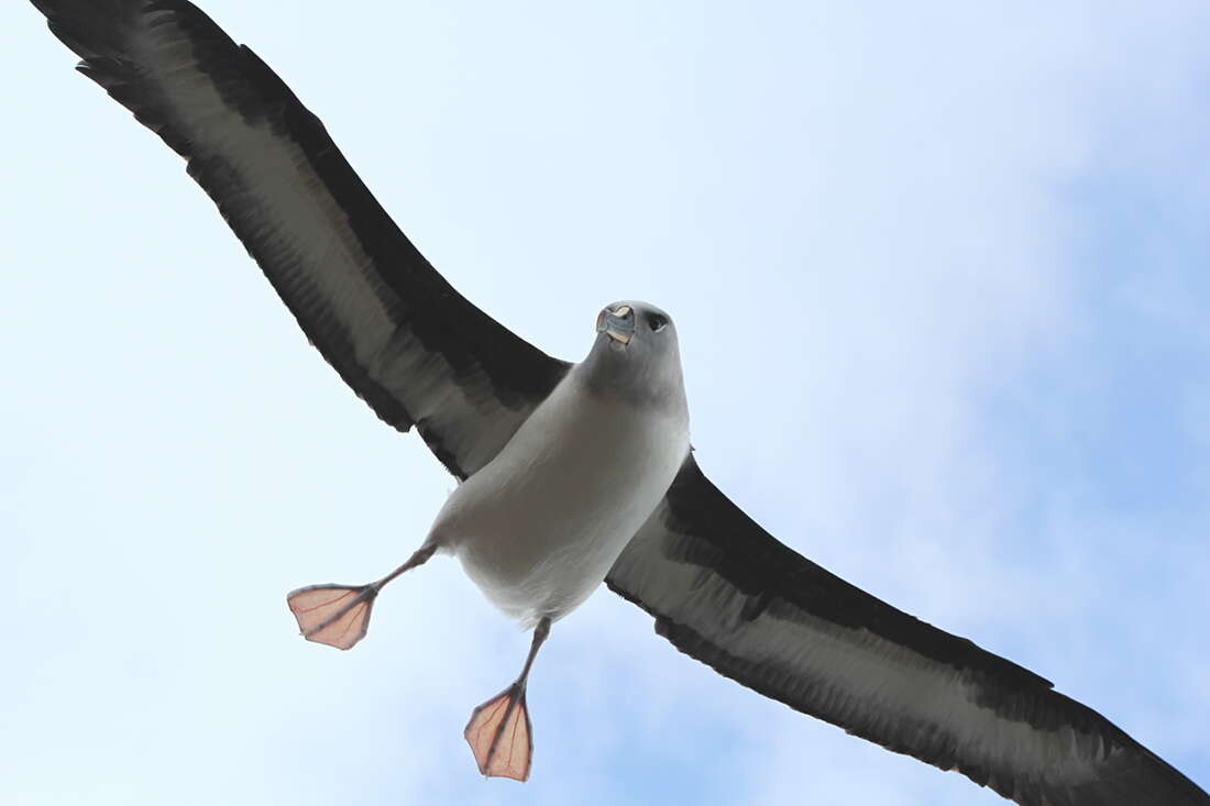 Image of Grey-headed Albatross