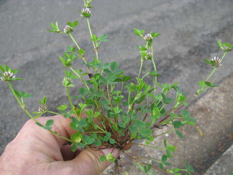 Image de Trifolium glomeratum L.