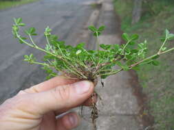 Image de Trifolium glomeratum L.