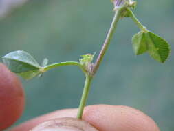 Image de Trifolium glomeratum L.