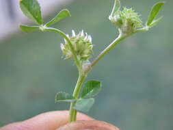 Image de Trifolium glomeratum L.