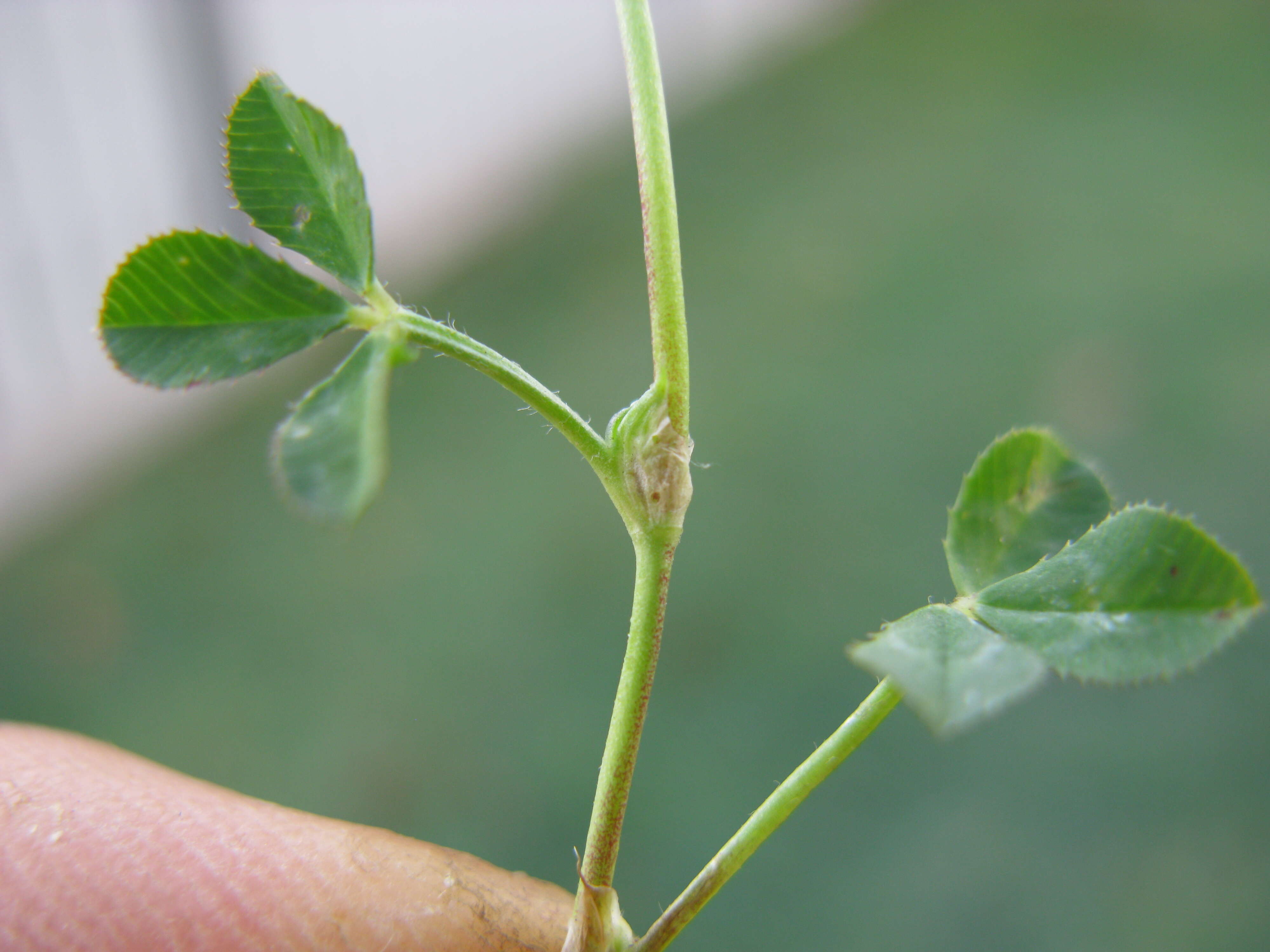 Image de Trifolium glomeratum L.