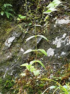 Image de Veronica urticifolia Jacq.