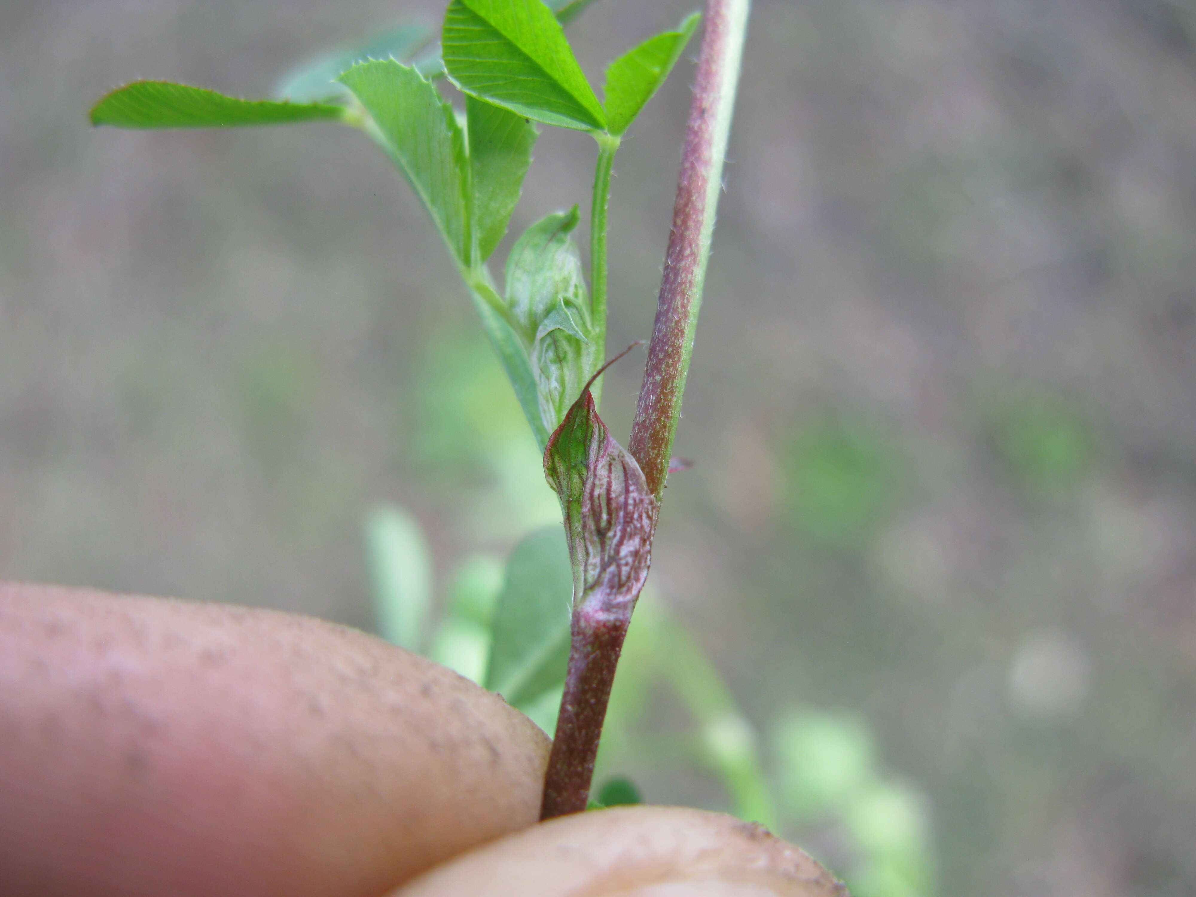 Image de Trifolium glomeratum L.