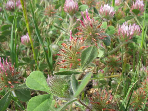 Image of rose clover