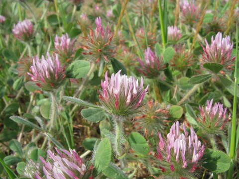 Image of rose clover