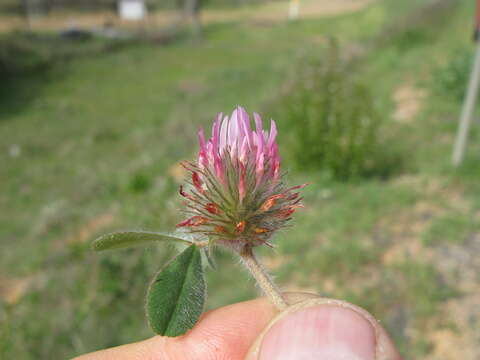 Image of rose clover