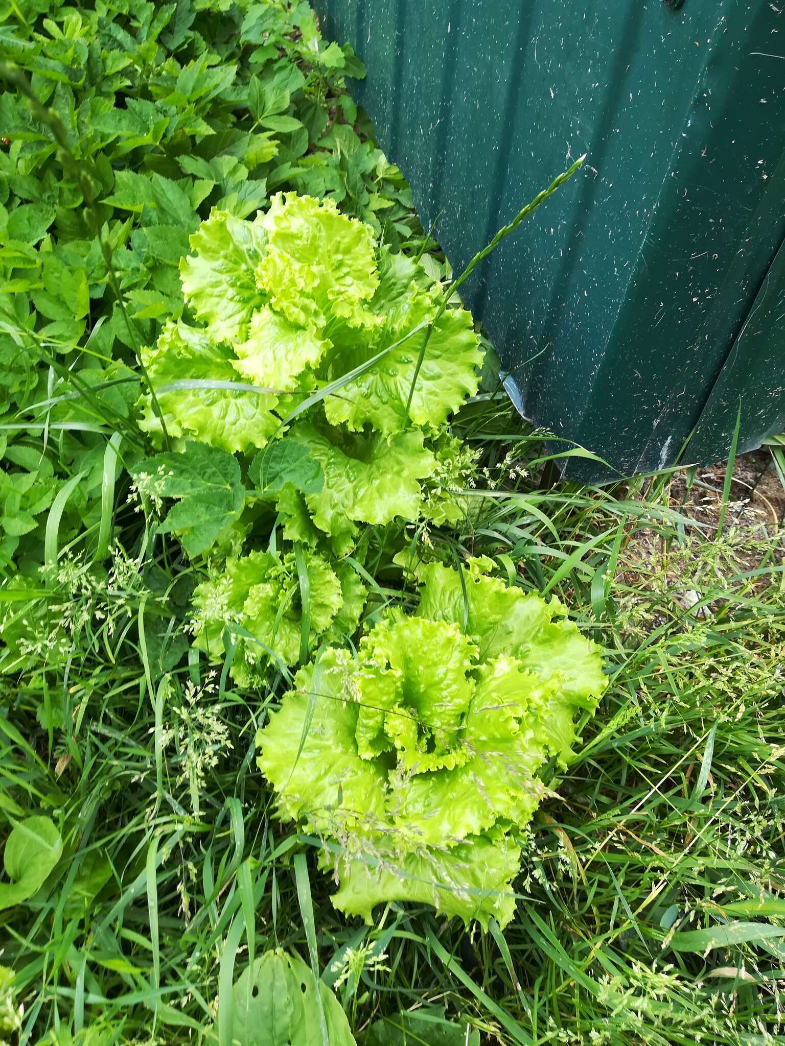 Image of garden lettuce